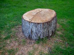 Best Tree Disease Treatment  in Eielson Af, AK