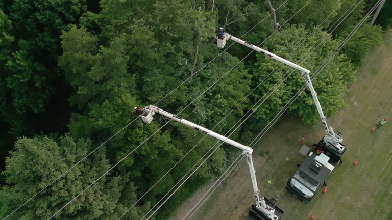 Eielson Af, AK Tree Services Company