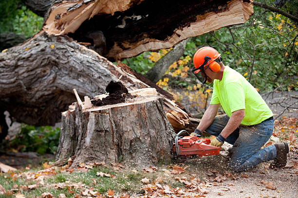  Eielson Af, AK Tree Services Pros