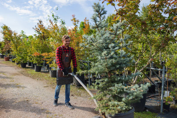 Best Fruit Tree Pruning  in Eielson Af, AK