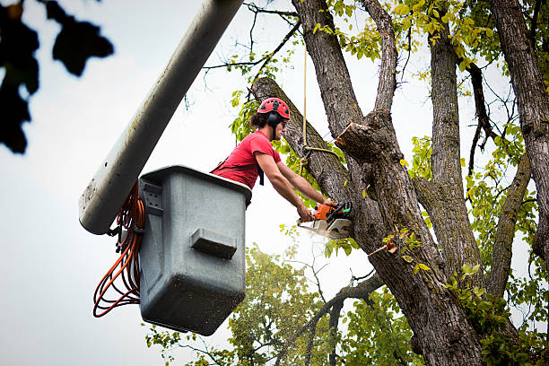 How Our Tree Care Process Works  in  Eielson Af, AK